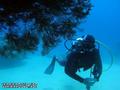 scuba diving photo