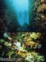 scuba diving photo