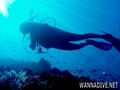 scuba diving photo